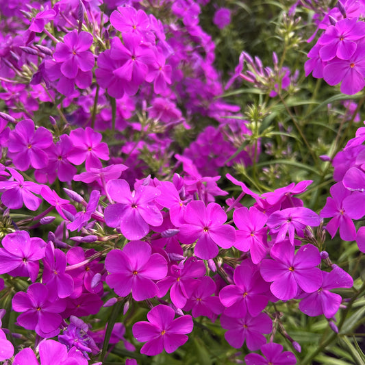 Phlox x 'Wanda' 1G