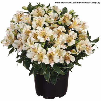 Alstroemeria Colorita Fabiana 1Q