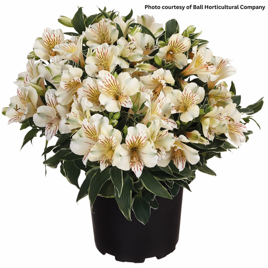 Alstroemeria Colorita Fabiana 1Q