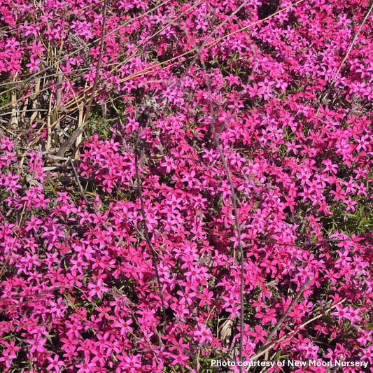 Phlox subulata Red Wings 1Q