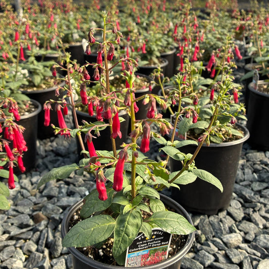 Phygelius Colorburst Deep Red 1G