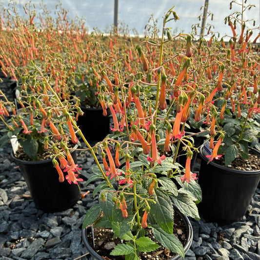 Phygelius Colorburst Orange 1G