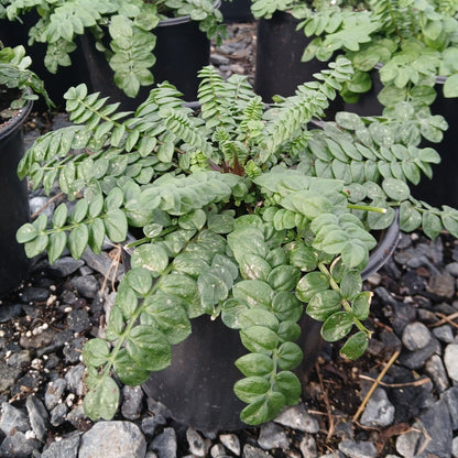 Polemonium boreale Heavenly Habit 1G