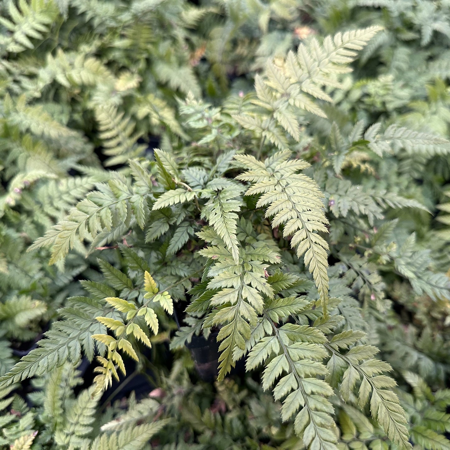 Korean Rock Fern 1Q