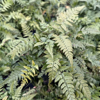 Korean Rock Fern 1Q