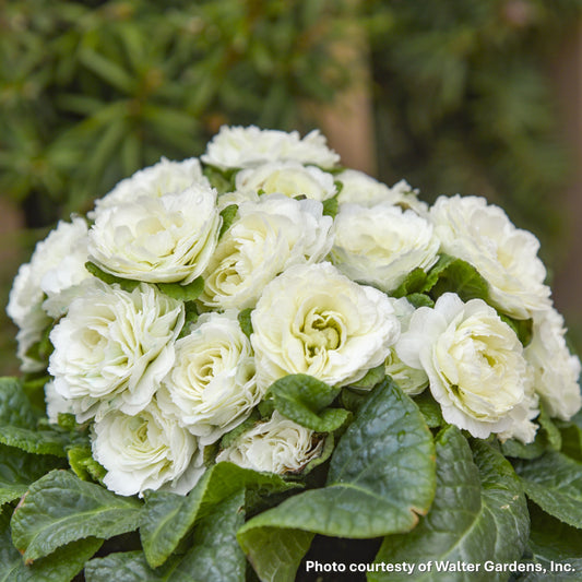 Primula vulgaris Spearmint 1G