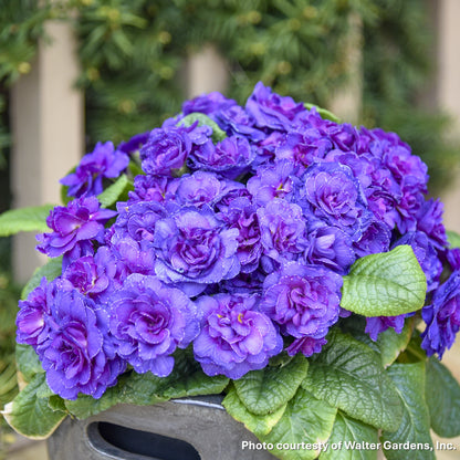 Primula vulgaris Violetta 1G