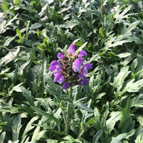 Prunella vulgaris 'Magdalena' 1G (Self Heal)