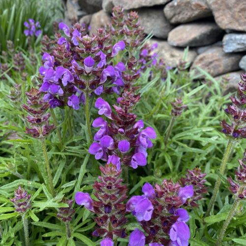 Prunella vulgaris 'Magdalena' 1G (Self Heal)