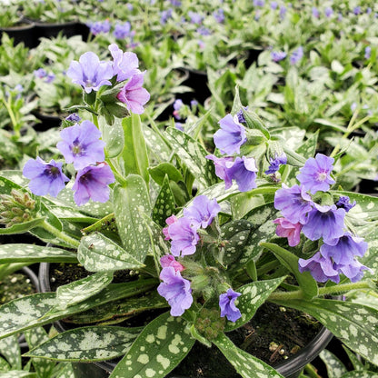 Pulmonaria x Trevi Fountain 1G