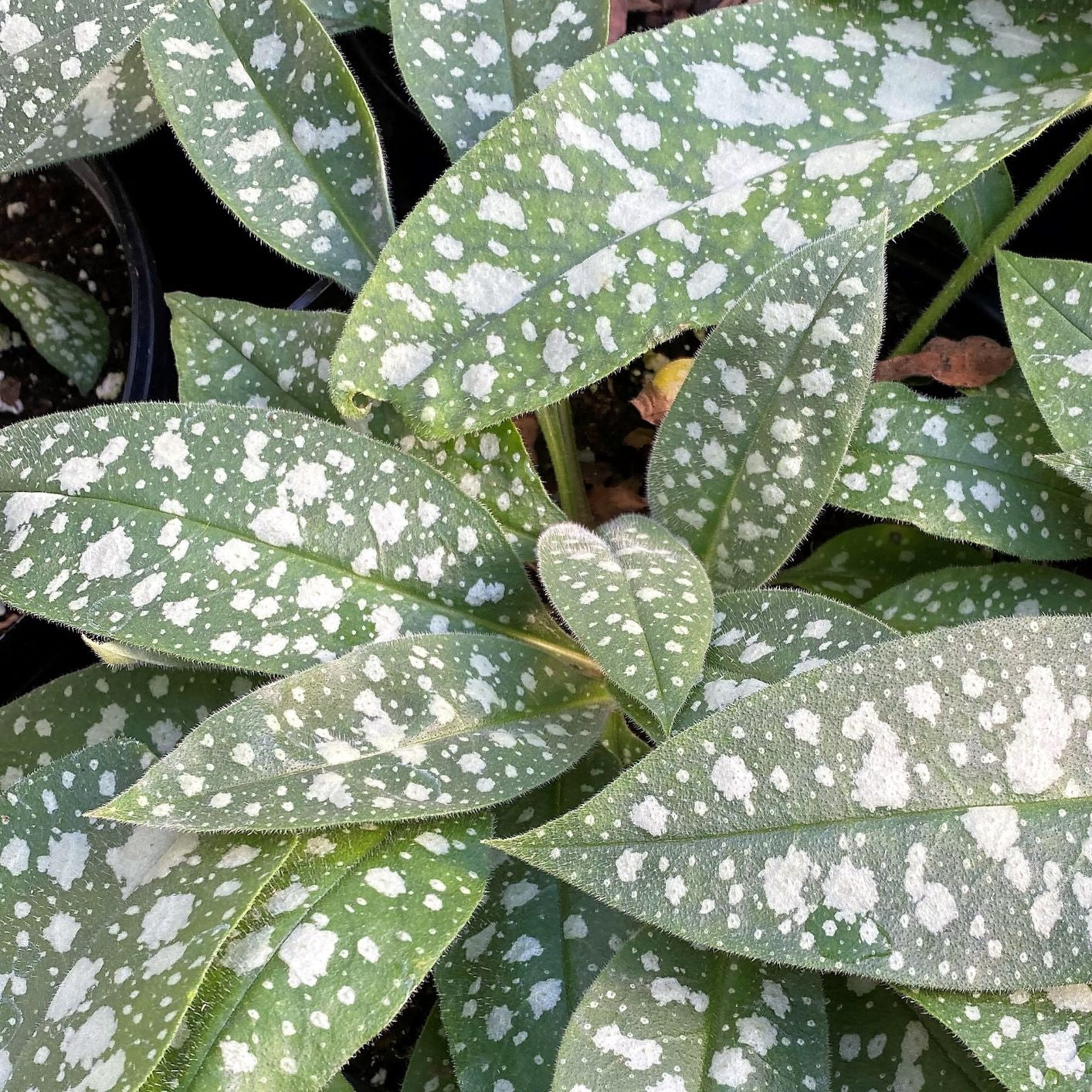 Pulmonaria x Trevi Fountain 1G