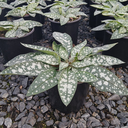 Pulmonaria x Trevi Fountain 1G