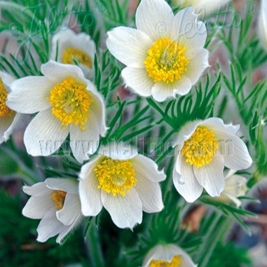 Pulsatilla vulgaris 'Alba' 1Q (Pasque Flower)