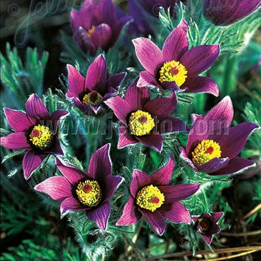 Pulsatilla vulgaris 1Q (Pasque Flower)