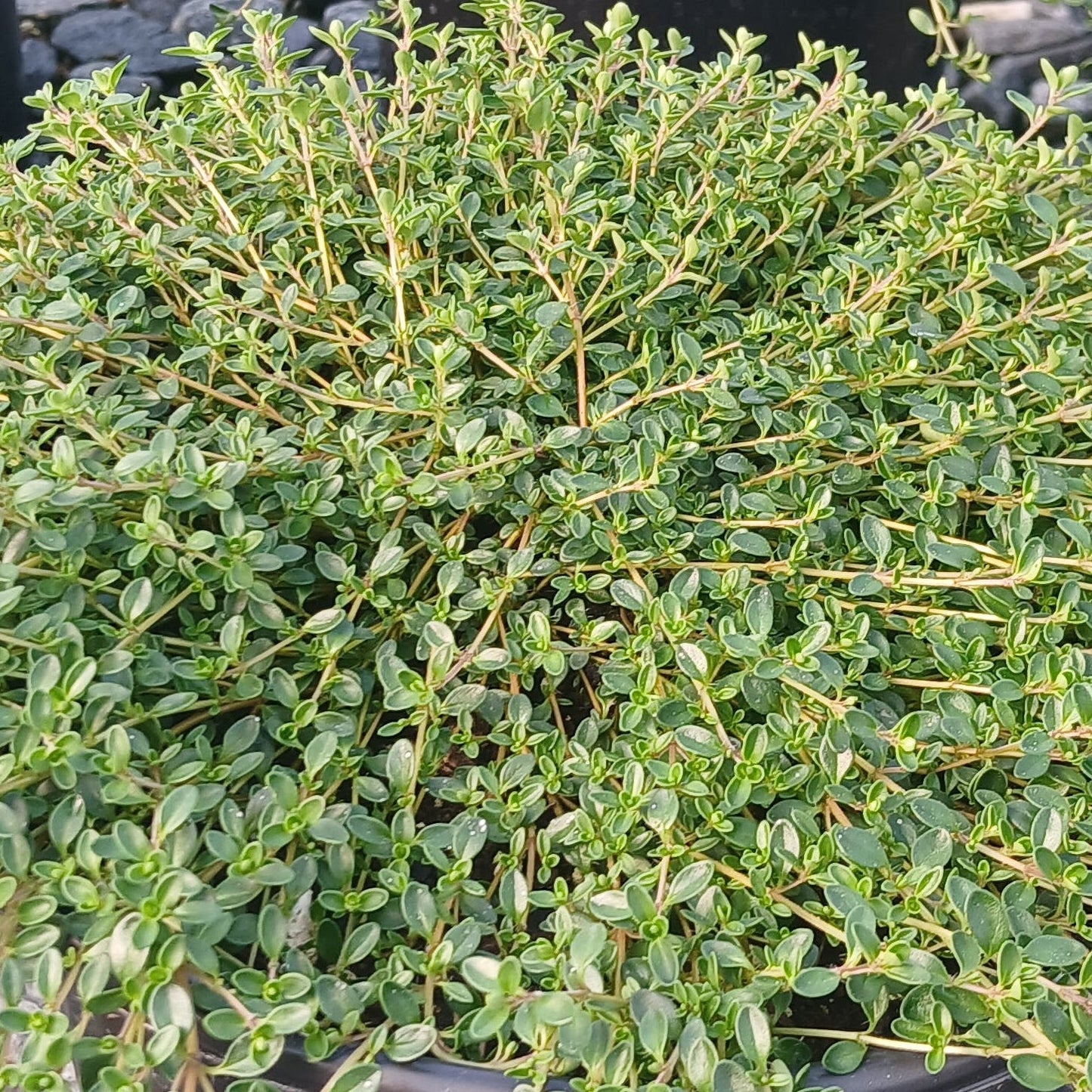 Thyme Purple Carpet 1G