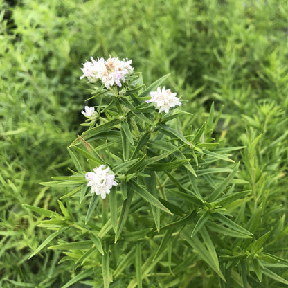 Pycnanthemum virginianum 1G