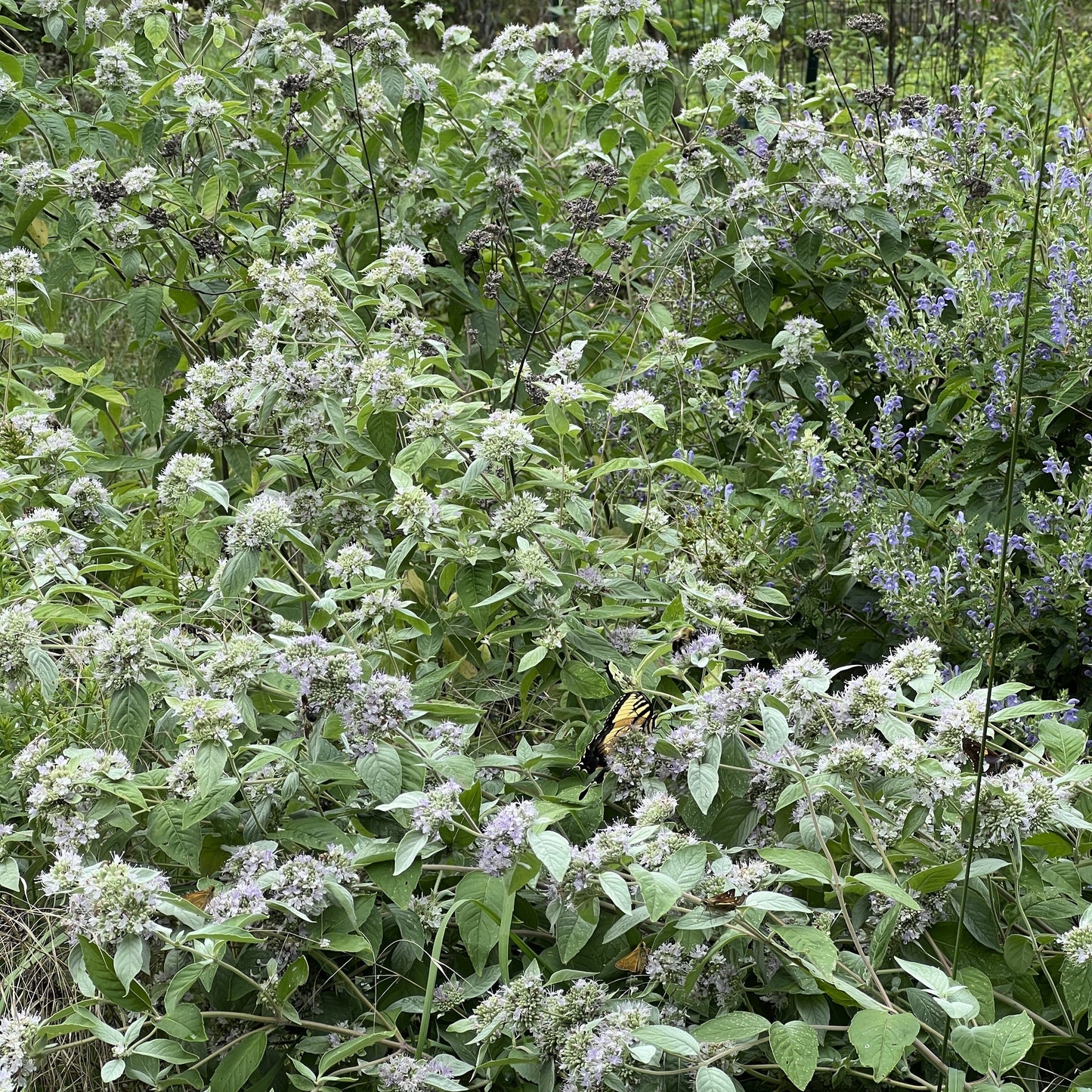 Pycnanthemum incanum 1G