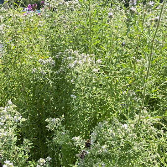 Pycnanthemum pilosum 1G