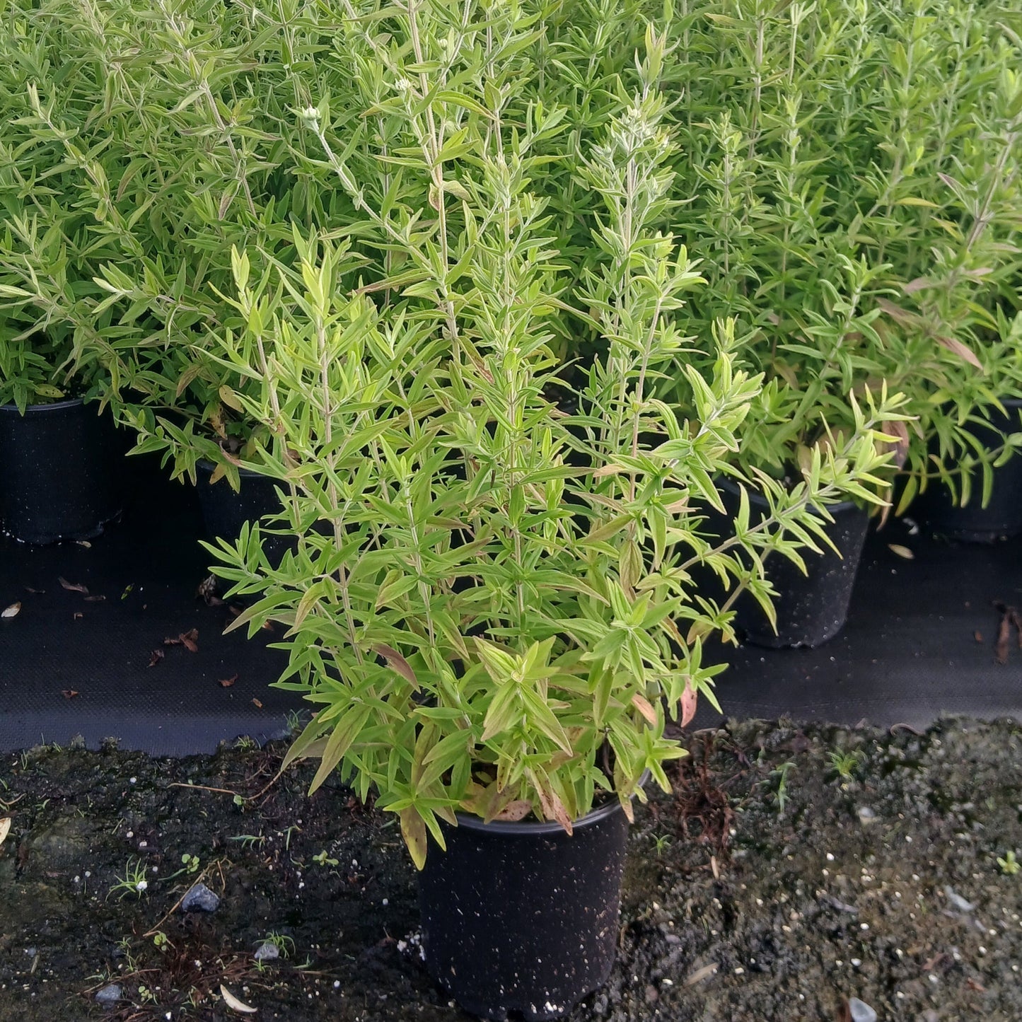 Pycnanthemum pilosum 1G