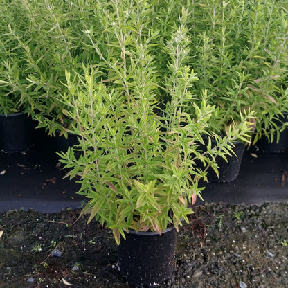 Pycnanthemum pilosum 1G