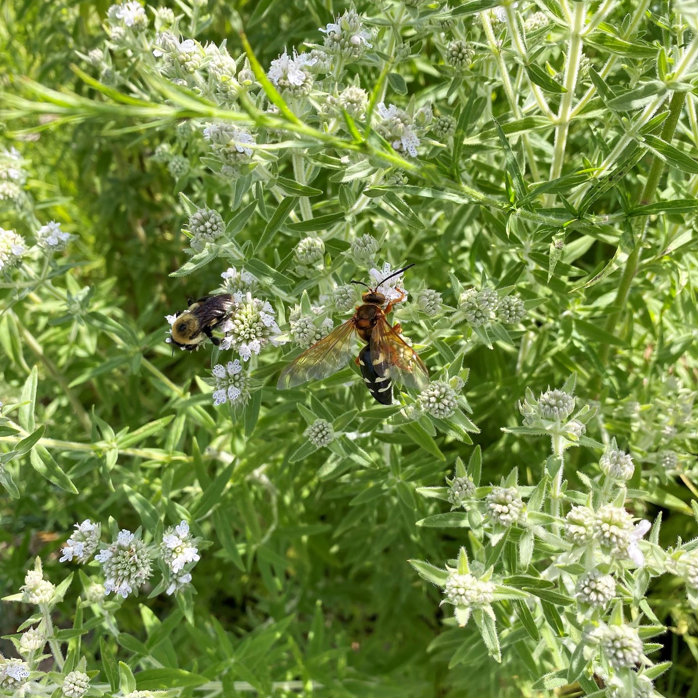 Pycnanthemum pilosum 1G