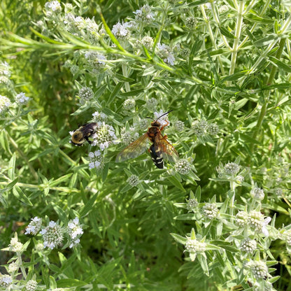 Pycnanthemum pilosum 1G