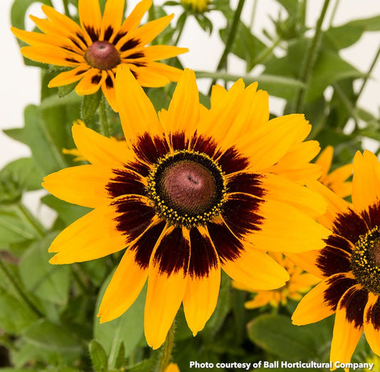 Rudbeckia hirta Dakota Flame 1G