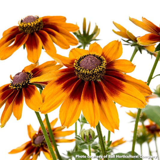 Rudbeckia hirta Dakota Red Shield 1G
