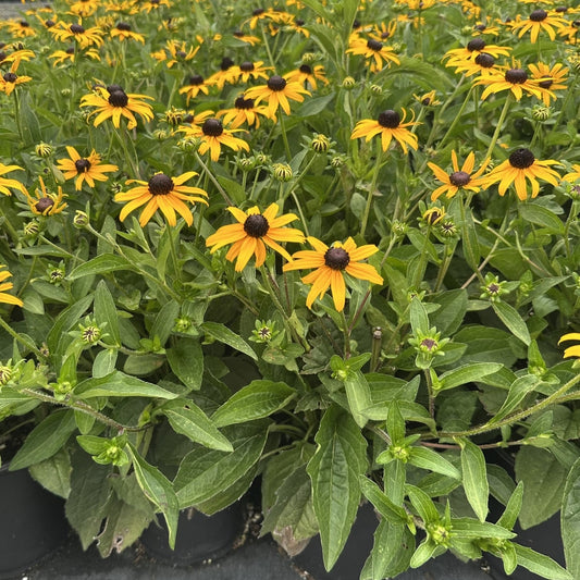 Rudbeckia fulgida var. sullivantii Goldblitz 1G