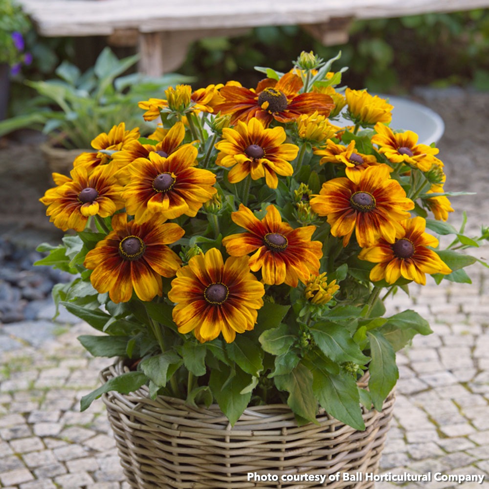 Rudbeckia x Sunbeckia Luna 1G