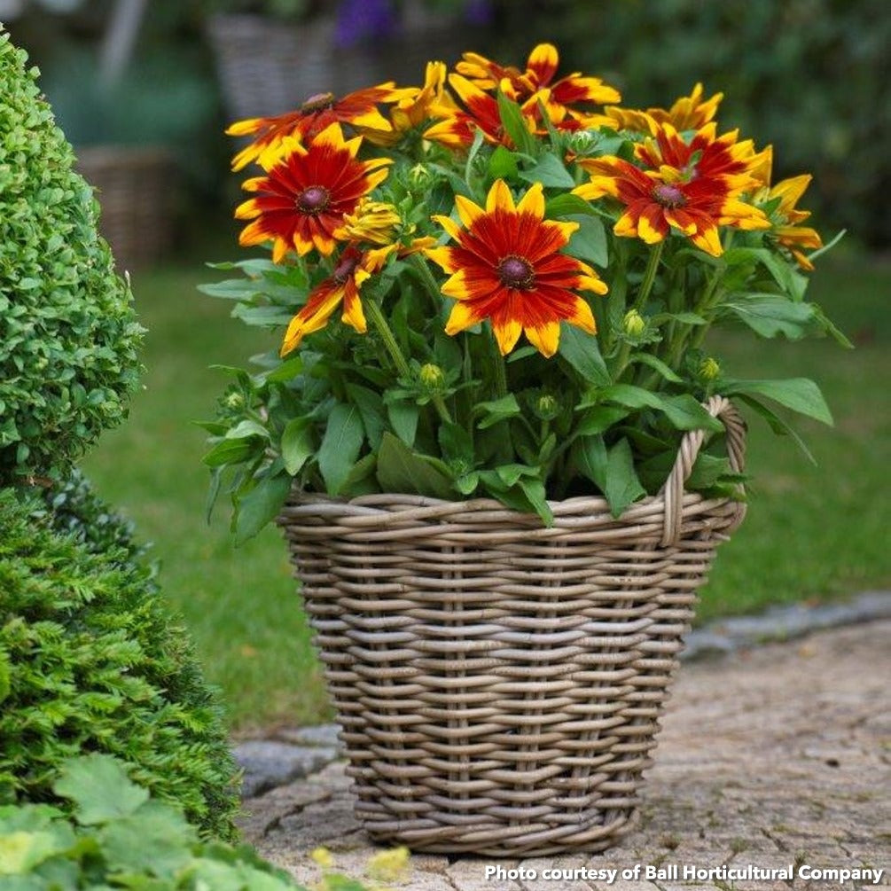 Rudbeckia x Sunbeckia Mia 1G