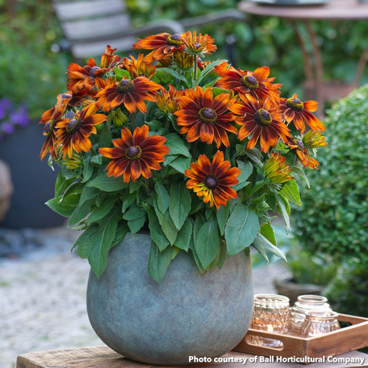 Rudbeckia x Sunbeckia Sarah 1G