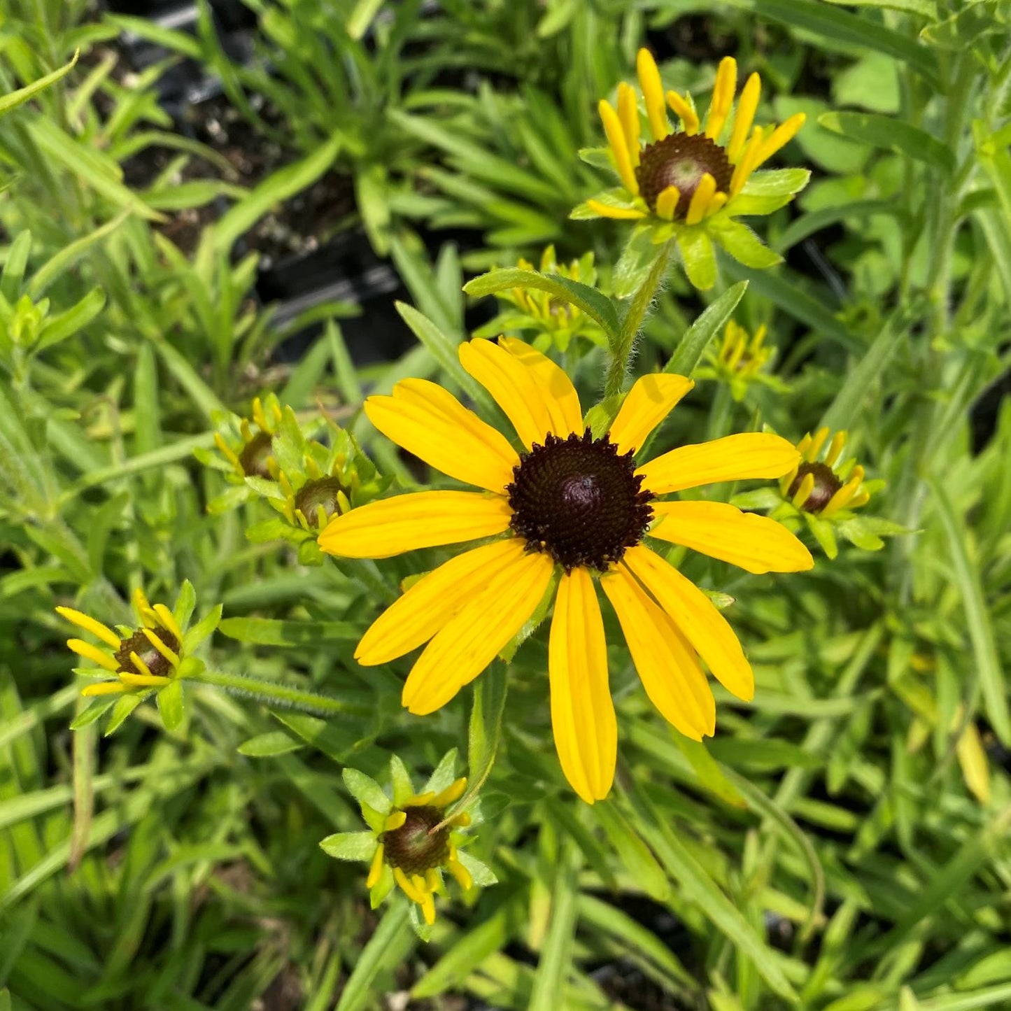 Rudbeckia x 'Sweet as Honey' 1G (Black Eyed Susan)