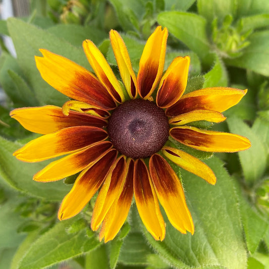 Rudbeckia hirta Toto Rustic 1G