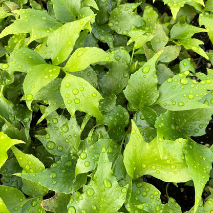 Rochford's Holly Fern 1Q