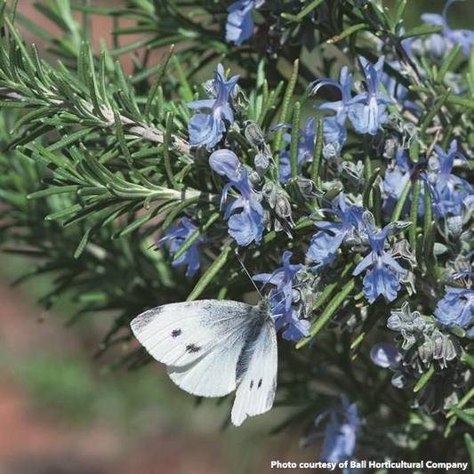 Rosemary officinalis Tuscan Blue 1Q