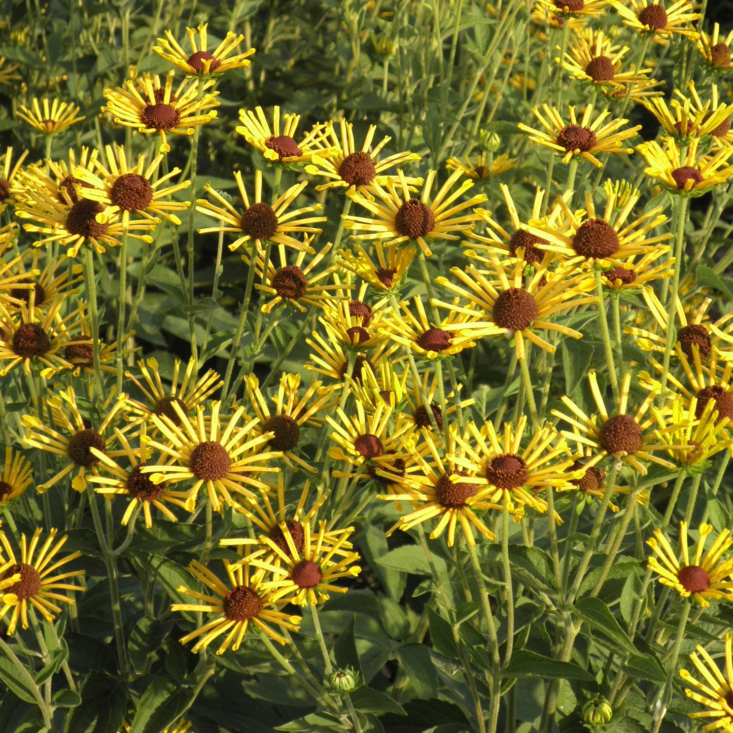 Rudbeckia subtomentosa 'Henry Eilers' 1G (Sweet Coneflower)