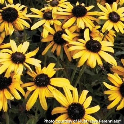 Rudbeckia fulgida var. speciosa Viette's Little Suzy 1G