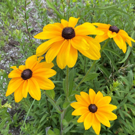 Rudbeckia hirta Indian Summer 1G