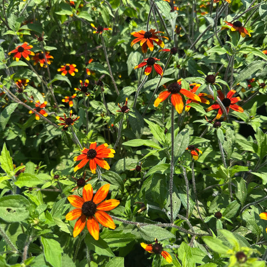 Rudbeckia triloba Prairie Glow 1G