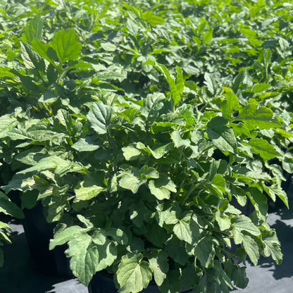 Rudbeckia triloba Prairie Glow 1Q