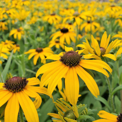 Rudbeckia x 'American Gold Rush' 1G (Black Eyed Susan)