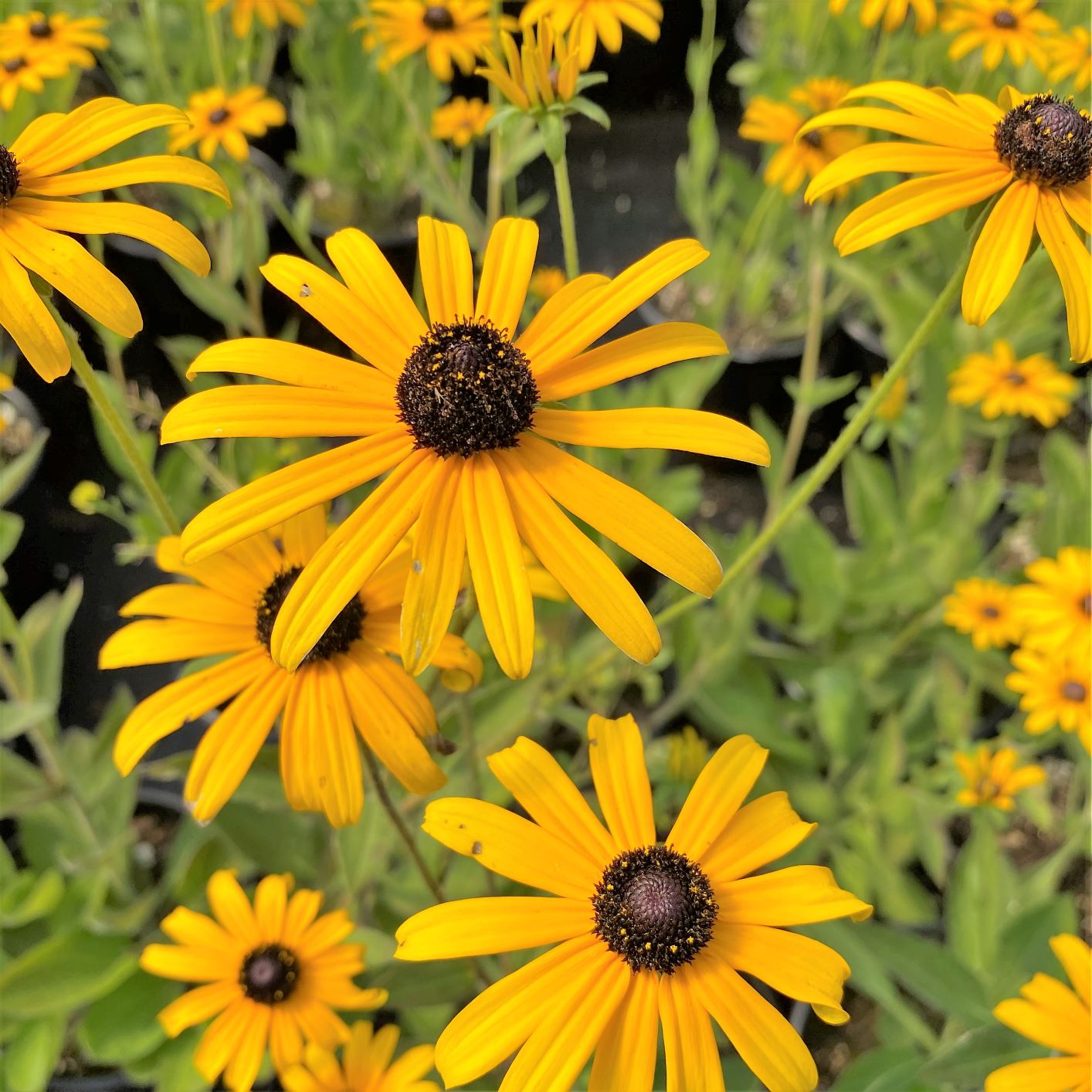 Rudbeckia fulgida var. deamii 1G (Deam's Black Eyed Susan)