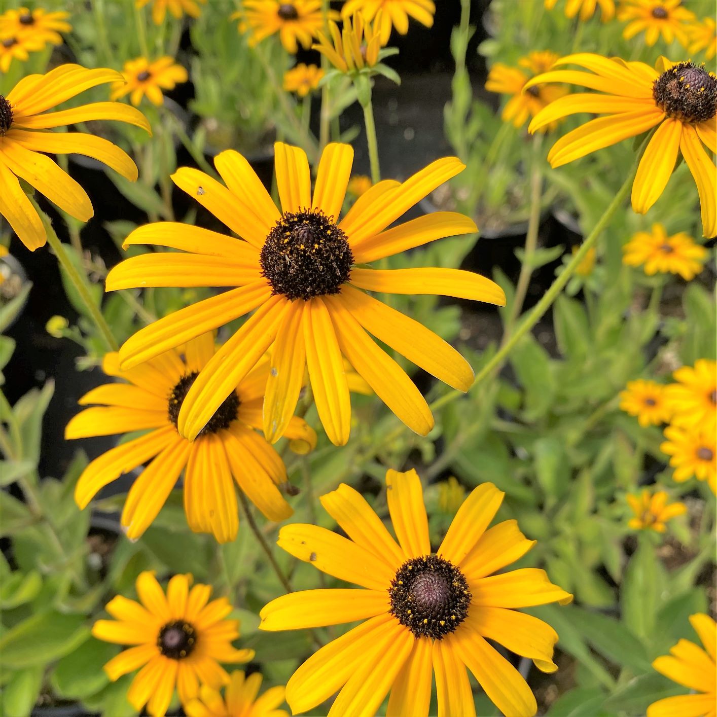 Rudbeckia fulgida var. deamii 2G