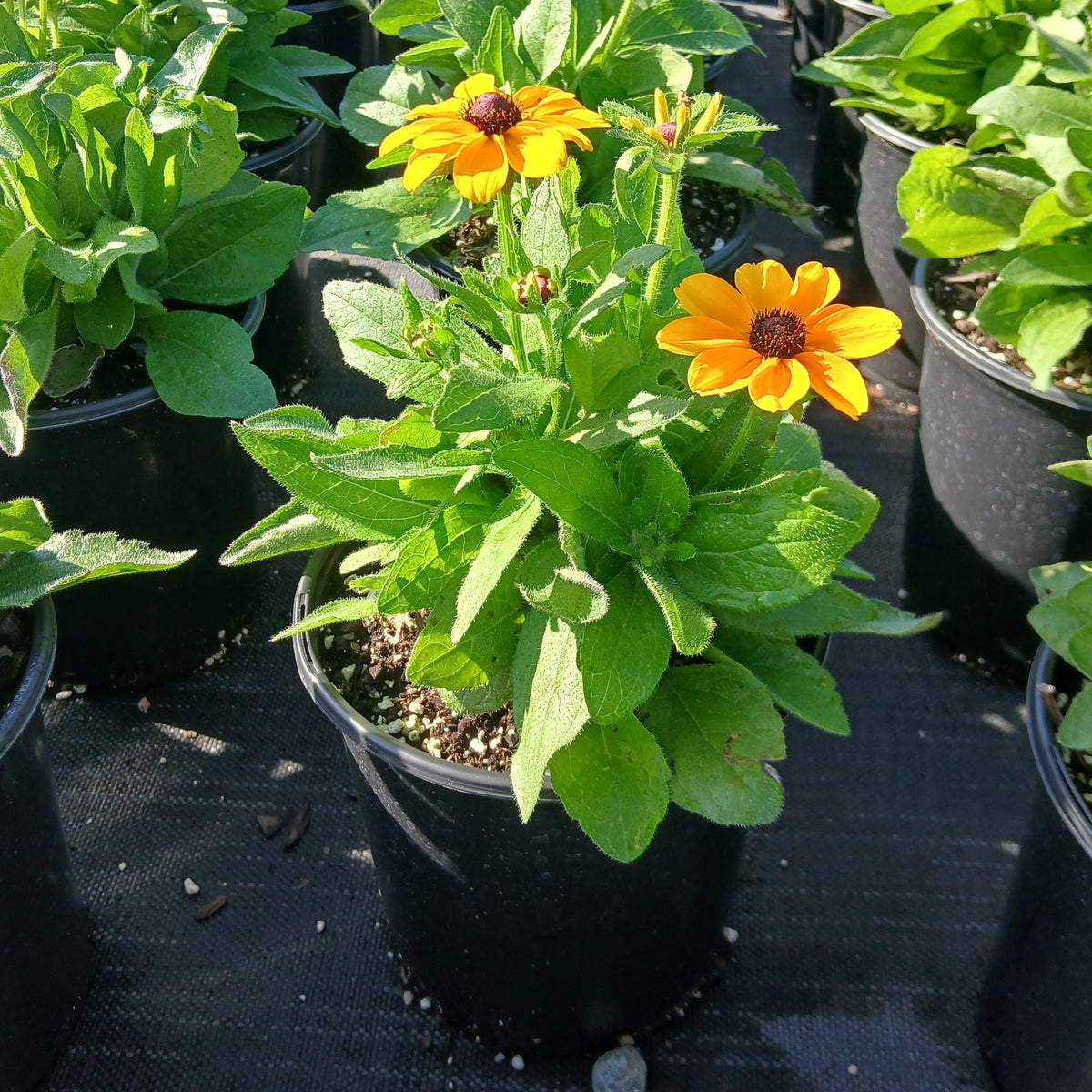 Rudbeckia hirta Toto Gold 1G