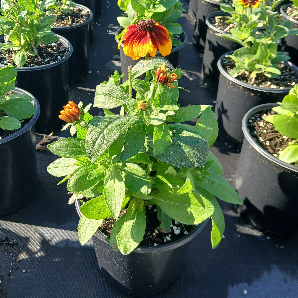 Rudbeckia hirta Toto Rustic 1G