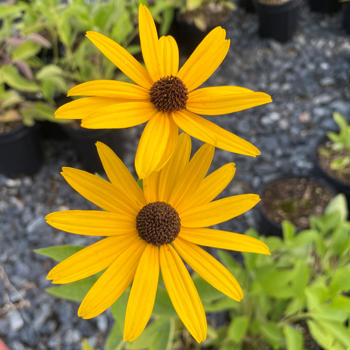 Rudbeckia subtomentosa 1Q