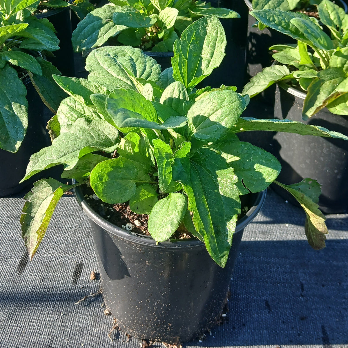 Rudbeckia triloba Blackjack Gold 1G