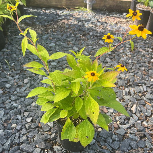 Rudbeckia triloba 1G