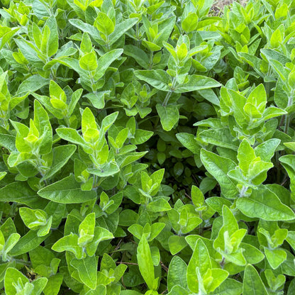Ruellia humilis 1Q